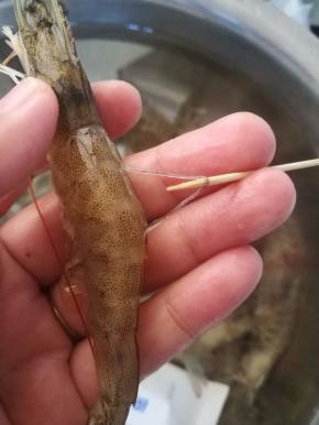 6.将虾仁去虾线，少些开水，把虾仁焯熟，去壳。