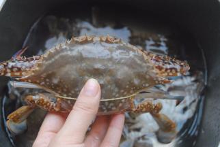 这个是梳子蟹，也叫母猪蟹，因为大只肥美而得名