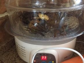 启动，蒸锅30分钟；