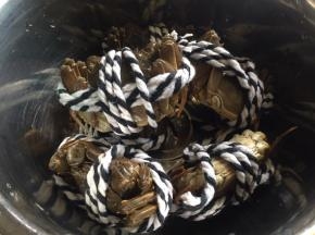 新鲜的大闸蟹；冰箱冷藏，一点问题没有。