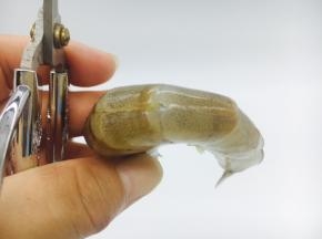 用剪刀开背