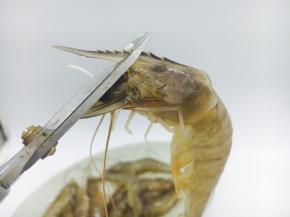 剪去虾枪和虾须