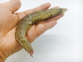剪去虾爪