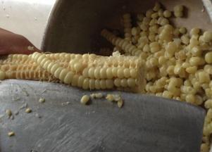 用刀将玉米粒分离出来；
