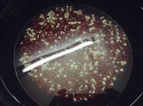 加足量的水，进高压锅煮30分钟。