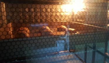 8．放入已预热好的烤箱中，上下火200度中层，烤20分钟。