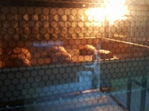 8．放入已预热好的烤箱中，上下火200度中层，烤20分钟。