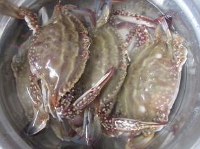 鲜活梭子蟹洗净。