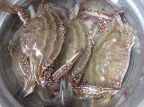 鲜活梭子蟹洗净。