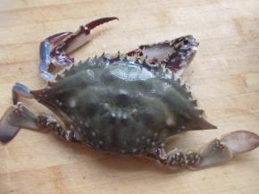 把梭子蟹去掉底下的排泄系统。