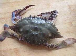 把梭子蟹去掉底下的排泄系统。