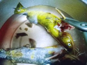 首先将昂刺鱼洗干净，用剪刀剪掉鱼鳃，鱼尾。