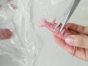 翻过来，背部剪出六条腿。