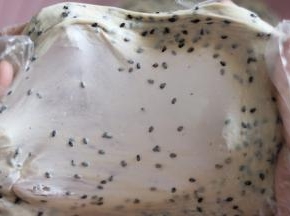 揉至能拉出如图，薄而坚韧的面膜，即可。把面团用保鲜膜覆盖，基础发酵（室温39度，月55分钟）。