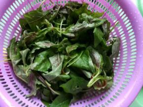苋菜择好洗干净备用
