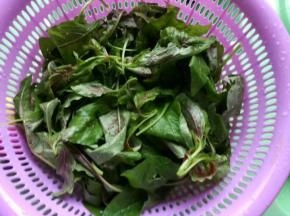 苋菜择好洗干净备用