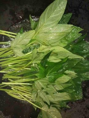 锅里烧开水，往里放油，倒入洗干净的红薯叶 