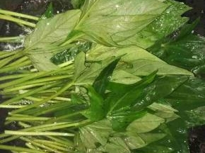 锅里烧开水，往里放油，倒入洗干净的红薯叶 