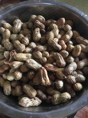 将带泥新鲜花生洗干净，反复多洗几次，搓掉上面的泥沙，我应该洗了8-10遍