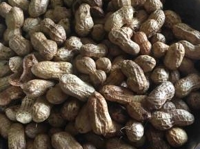 将带泥新鲜花生洗干净，反复多洗几次，搓掉上面的泥沙，我应该洗了8-10遍