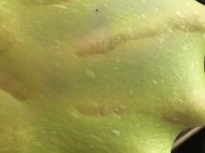 揉至能拉出薄膜