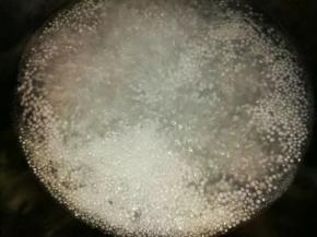 锅里烧开水，倒入西米煮，