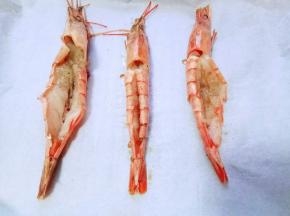 将腌制好的阿根廷红虾放入铺有油纸的烤盘中。