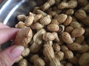 将花生顶端捏开，方便入味