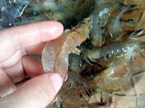 开背(易入味)，去虾线。