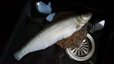 1．鱼去内脏，收拾干净。鱼最好选取稍微宽一点的，说出来比较好看，我这条鱼有点细长了。