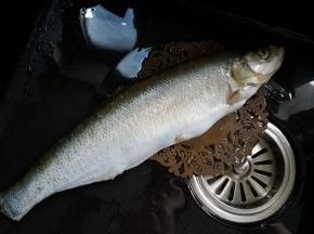 1．鱼去内脏，收拾干净。鱼最好选取稍微宽一点的，说出来比较好看，我这条鱼有点细长了。