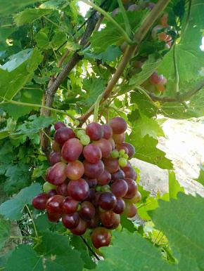 在果园里摘回来新鲜的葡萄。