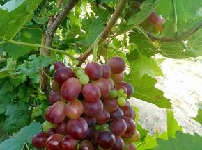 在果园里摘回来新鲜的葡萄。