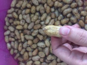 然后将花生用力按压开口笑