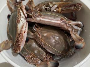 下班买的螃蟹，很新鲜，