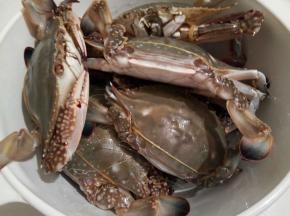 下班买的螃蟹，很新鲜，