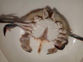 接下来挖开白蟹的肚脐