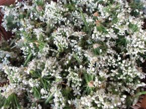 放筐子里摊开晾干表面水分，只是晾干表面洗的水分即可，不是把韭菜花晾干哦