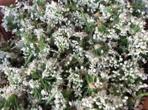 放筐子里摊开晾干表面水分，只是晾干表面洗的水分即可，不是把韭菜花晾干哦