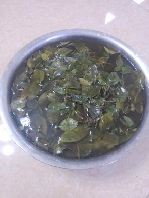 乌饭叶（南烛叶）清洗干净