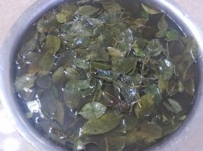 乌饭叶（南烛叶）清洗干净