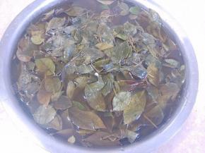 乌树叶使劲搓洗浸泡