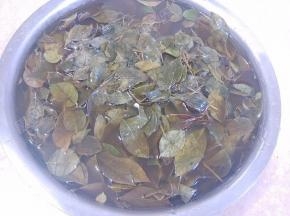乌树叶使劲搓洗浸泡