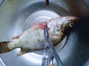 首先将桂鱼清洗干净，用剪刀剪去鱼鳃，去鱼鳞，去除内脏，清理干净。