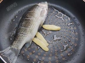 煎锅放少许油，放入几片生姜，将鲫鱼放入锅中