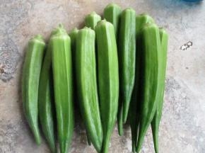 自己种的秋葵，每天都能收获这么多，刚刚摘的，新鲜到分分钟