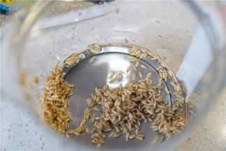 将泡洗好的燕麦控水入养生壶里。