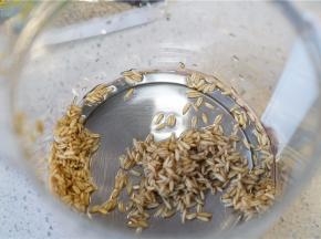 将泡洗好的燕麦控水入养生壶里。