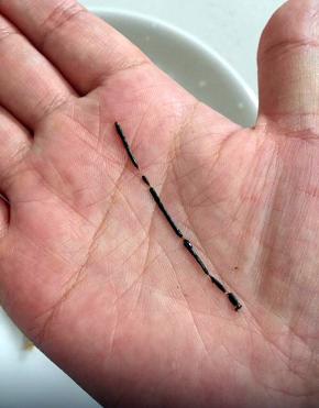 轻轻用力，慢慢的将虾线拽出来，不要猛的用力，容易将虾线扯断。（虾线看着有点恶心啊）