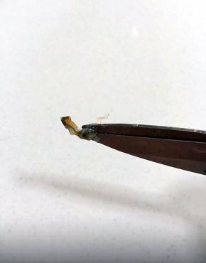 这个就是拉出来的沙包。